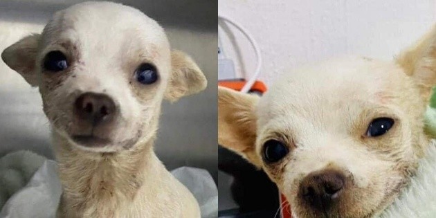  Pinky, el perro Chihuahua que se enfrentó a un ladrón y sobrevivió de milagro
