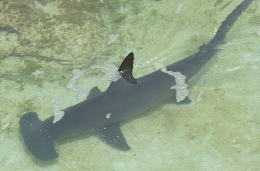  Costa Rica prohíbe, para cualquier fin, pesca de tiburón martillo – Big Fish