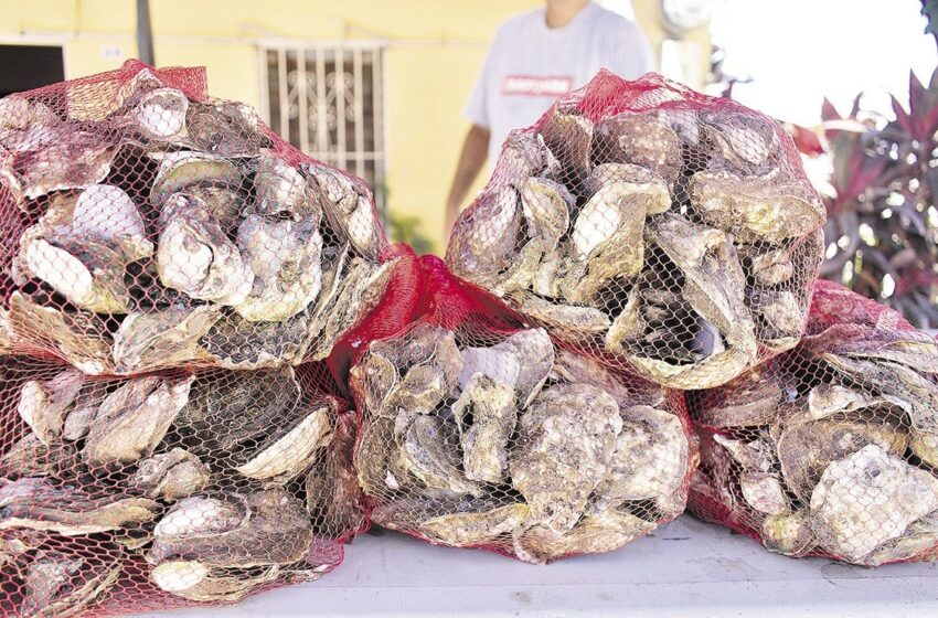  Pesca de molusco saca adelante a 35 familias de la Bahía Santa María – Debate