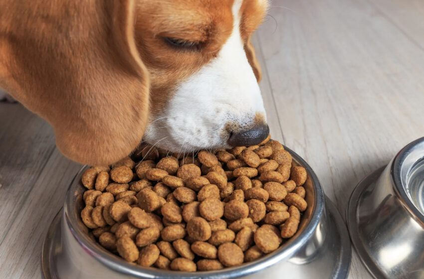  Marcas de croquetas para perro: Estas son las peores según Profeco – Plano Informativo