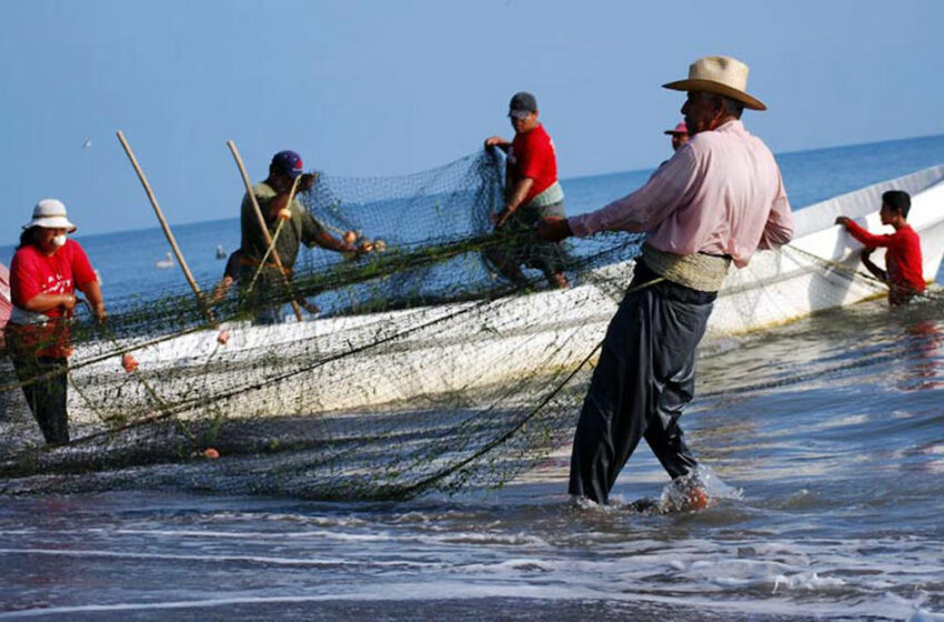  Pescadores veracruzanos celebran captura de una tonelada de sierra en la reciente pesca