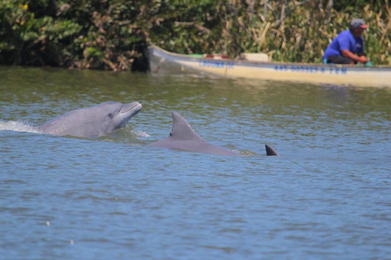  Cooperación entre especies: Delfines y humanos se benefician de la pesca – Netnoticias