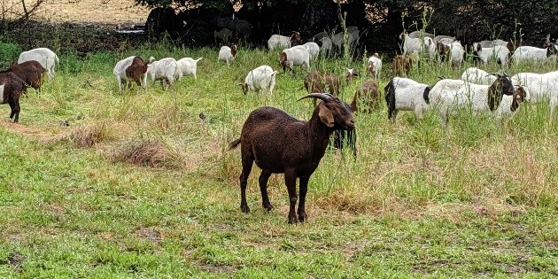  Sacrificaron a 4 cabras de zoológico de Chilpancingo para fiesta de fin de año