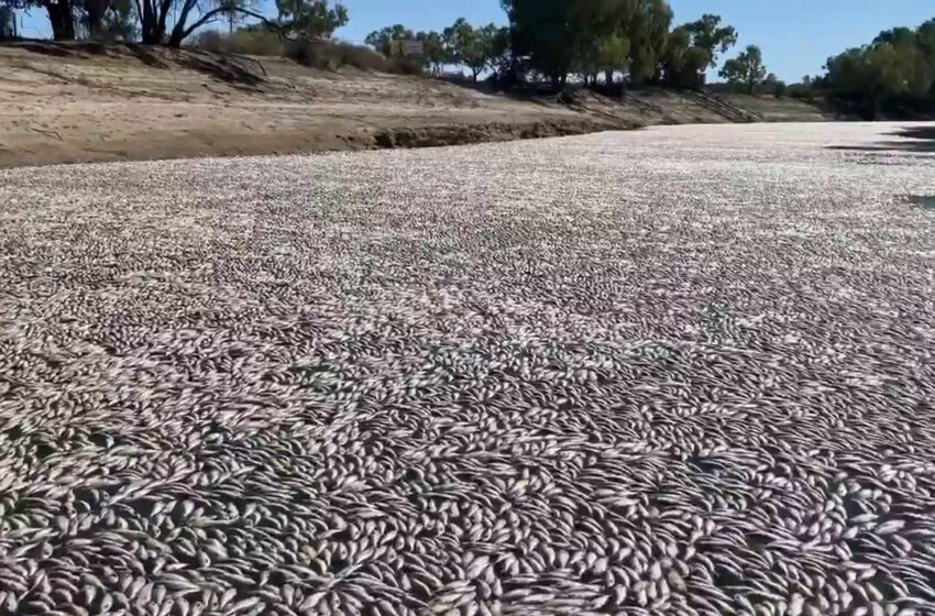  Millones de peces muertos bloquean un río australiano | Medio Ambiente – El Mundo