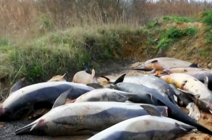  Planeta Tierra: Descubren los cadáveres de cientos de delfines en Francia, varios de ellos mutilados