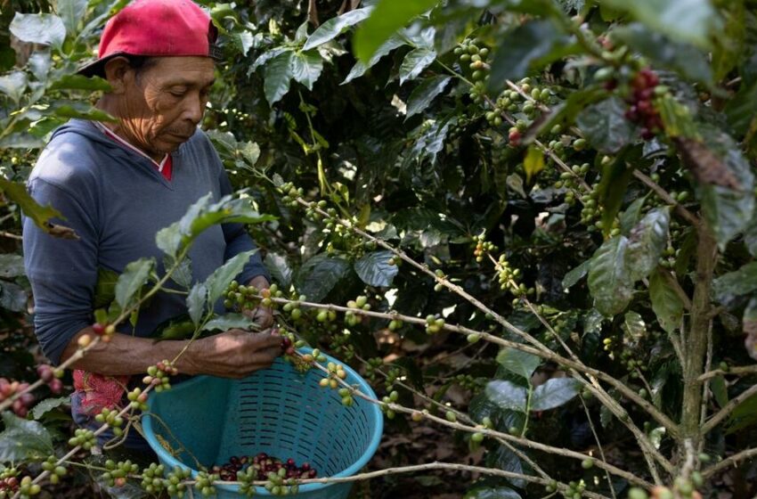  Planeta Tierra: Así impacta el cambio climático a la producción de café en el mundo