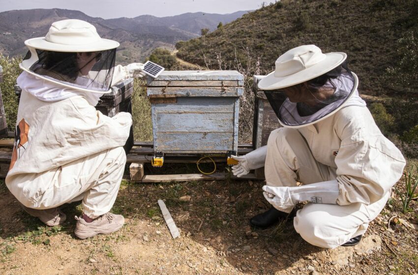  ¿Es bueno repoblar el país con 47 millones de abejas ibéricas? El plan de una empresa …