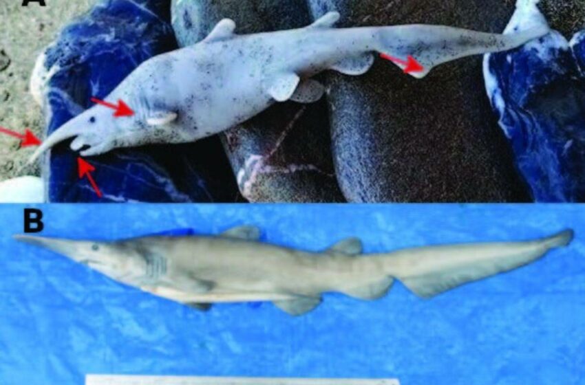  El hallazgo de un tiburón duende en el Mediterráneo se trataría en realidad de un juguete