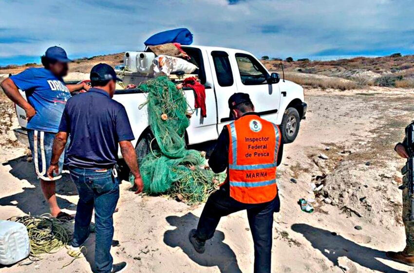  Ahora en playa El Tecolote, aseguran más de 200 kg de mantarraya y producto de escama
