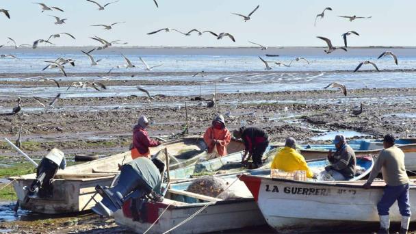  Bajan precios de permisos para la pesca – Diario del Yaqui