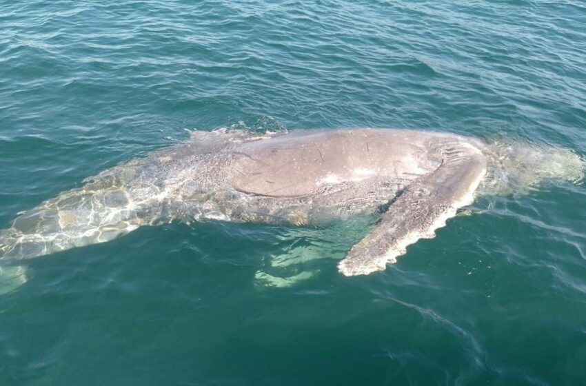  Con una ballena muerta y dos enredadas termina temporada en Zihuatanejo – El Sol de Acapulco