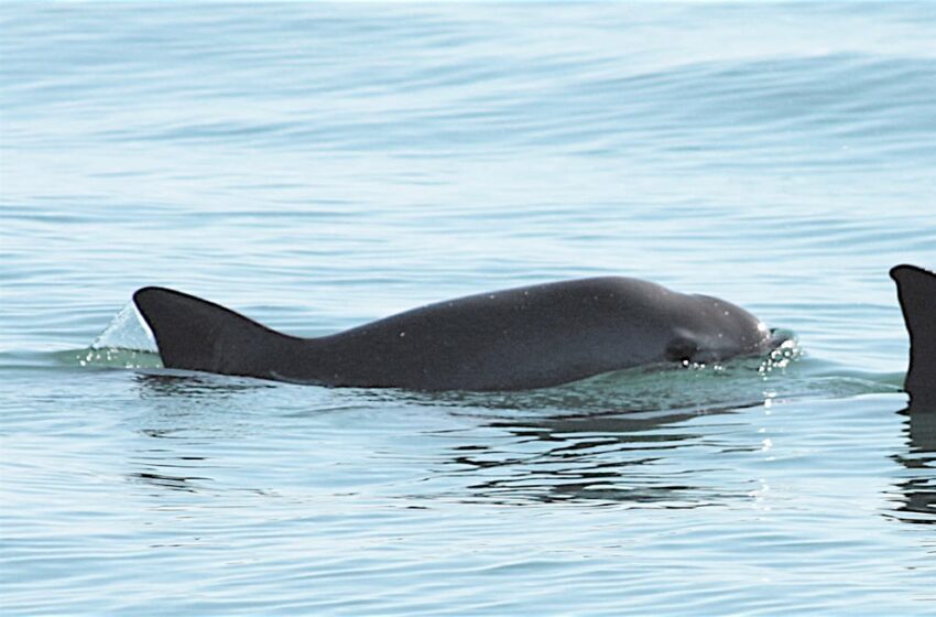  CITES castiga a México por esfuerzos insuficientes para proteger a la vaquita marina