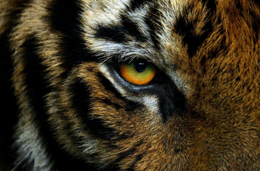  En Hermosillo, Sonora, se roban a Baluma, tigre de Bengala – Uno TV