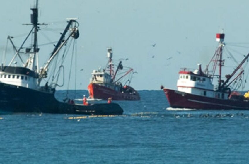  Temporada sardinera tiene buena 'marea'; van 300 mil toneladas capturadas en la entidad