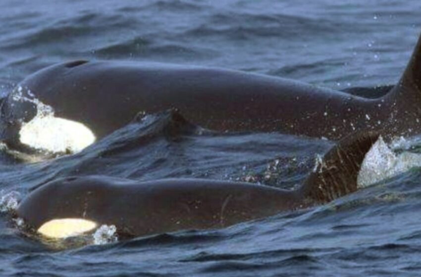  La endogamia, una amenaza para las orcas – Diario de Yucatán