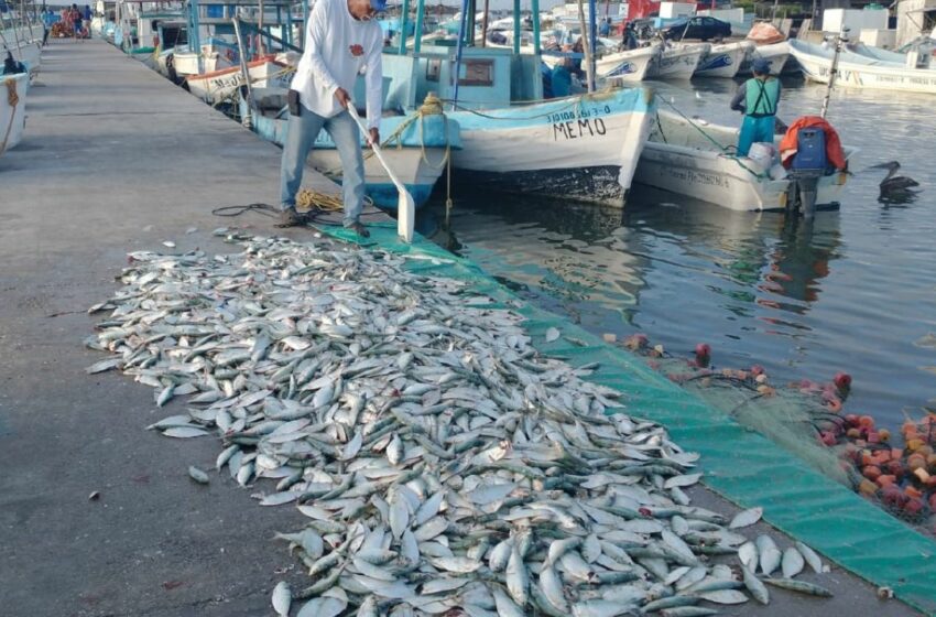  Capitanía afecta a los pescadores en Progreso – Diario de Yucatán