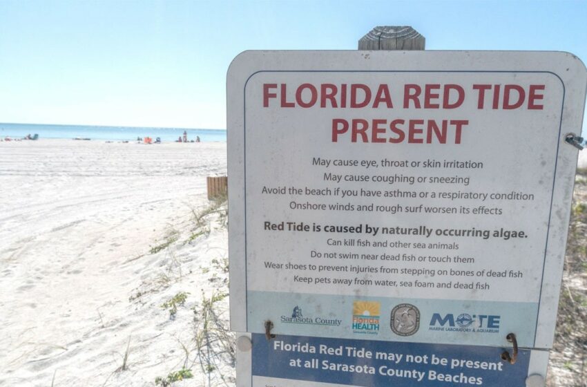  Marea roja causa mortandad de peces en costa de Florida – Big Fish