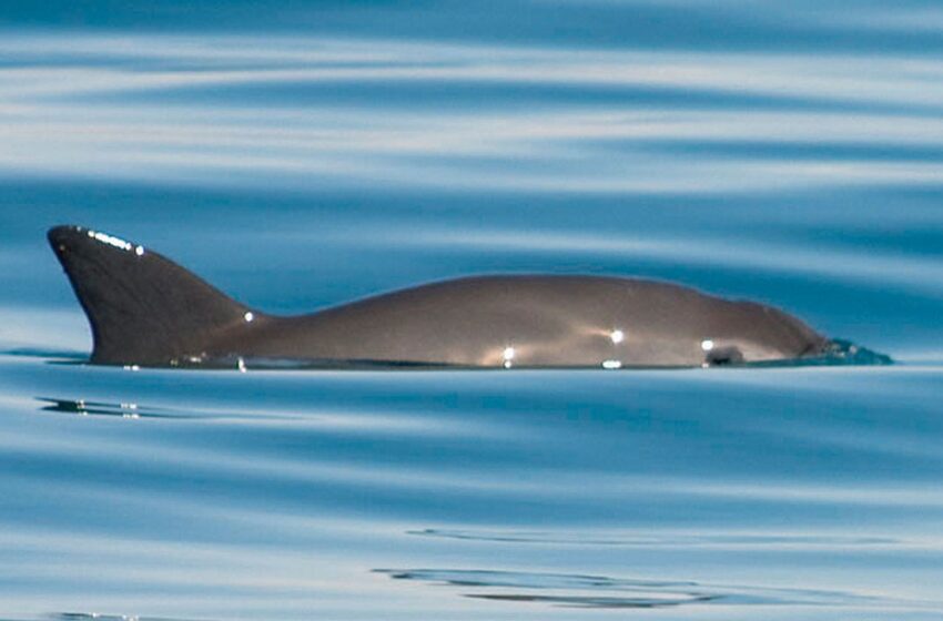  Entrega México segunda versión de plan para proteger a vaquita marina – La Jornada