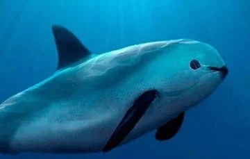  CITES anuncia sanciones comerciales contra México por vaquita marina – Garabato.info