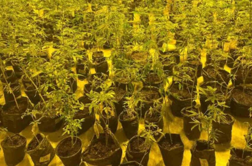  FGR Sonora asegura 650 plantas de marihuana durante cateo de casa en Ímuris