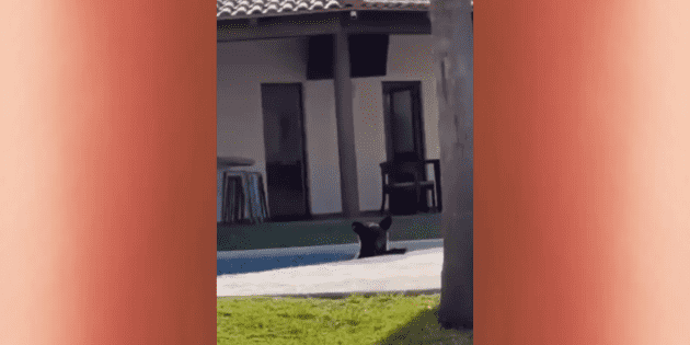  ¡Oso travieso! Toma un chapuzón en alberca de casa en Monterrey (VIDEO)