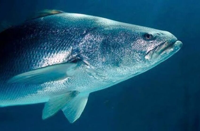  Organización afirma que con México redujo pesca ilegal de totoaba – Grupo Milenio