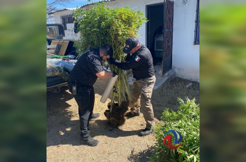  Decomisan 650 plantas de marihuana en Sonora – Agencia Fronteriza de Noticias