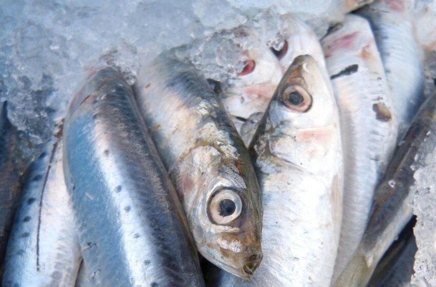  Consumo de sardina mejora salud del corazón y músculos – Big Fish