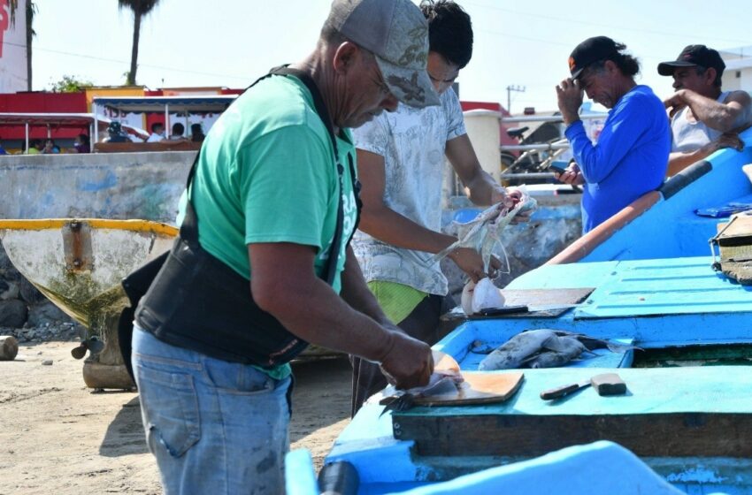  Se registra un aumento en la producción de sierra en Playa Norte en Mazatlán – Debate