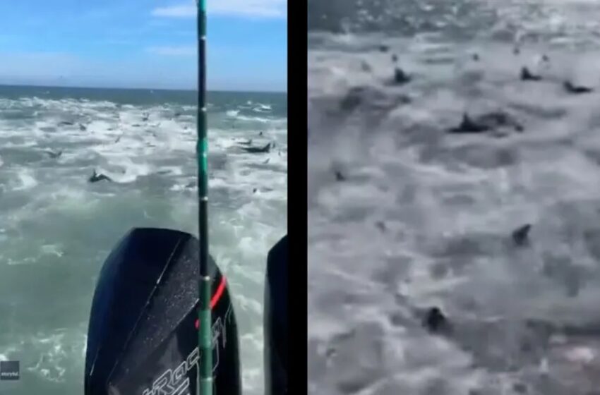  VIDEO Tiburones hambrientos rodean y persiguen a pescadores en EEUU | Municipios Puebla