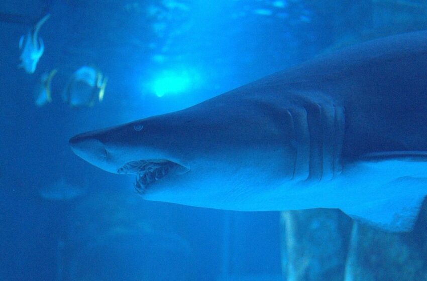  Tiburón blanco 'cerca' panga y causa pánico en Sonora – Big Fish