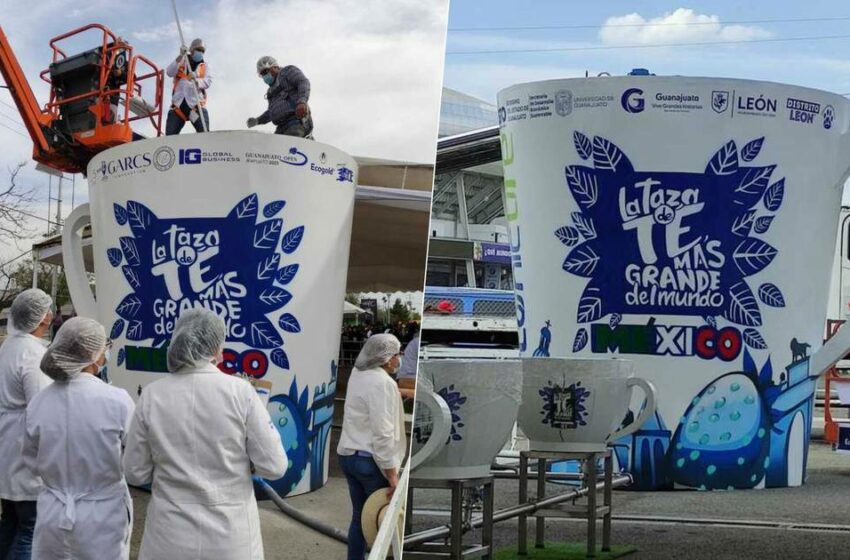  Con gordolobo: Guanajuato consigue Récord Guinness de la taza de té más grande del mundo