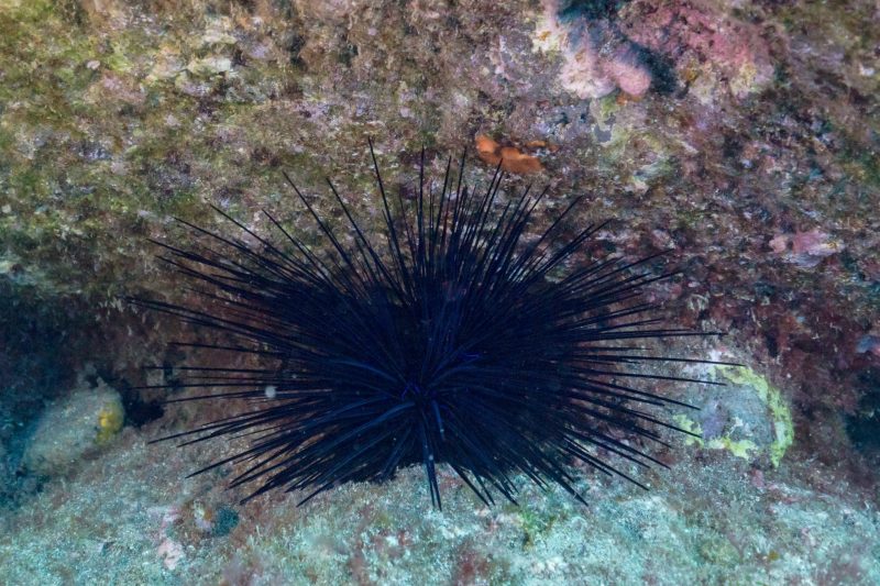  Un parásito ‘arrasó’ los erizos en el Mar Caribe