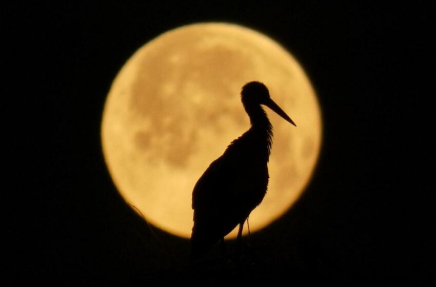  Luna Rosa 2023: ¿Cuándo ya partir de qué hora se podrá ver la luna llena de abril?