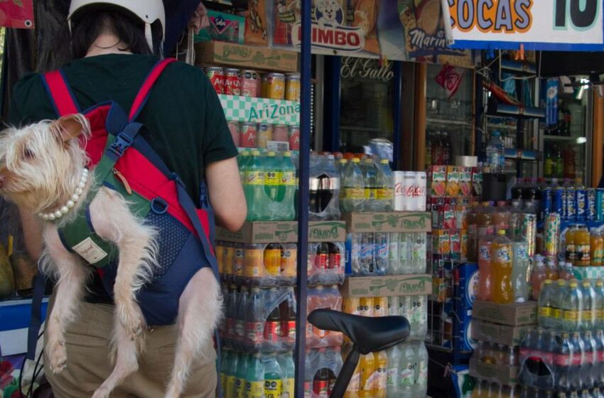  'Perrhijos' antes que hijos: Valor de alimentos para mascotas duplica el de comida para bebés