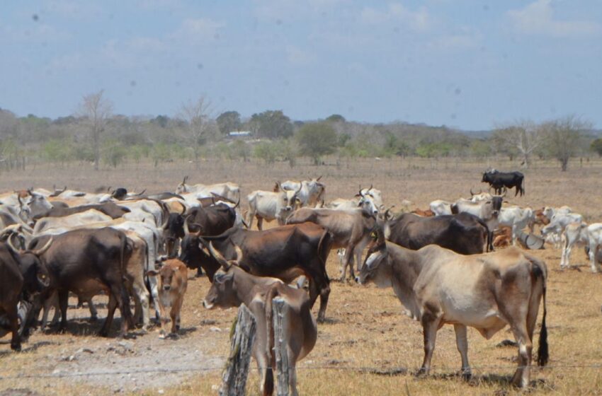  Agricultura y consumo de carne destruyen la selva – 24 Horas