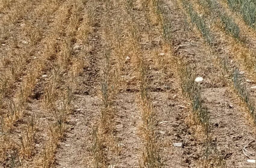  La falta de lluvias diezma la cosecha de cereal y dispara los costes ganaderos