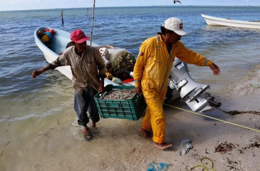  Sader establece veda temporal de camarón en Golfo de México y el Caribe