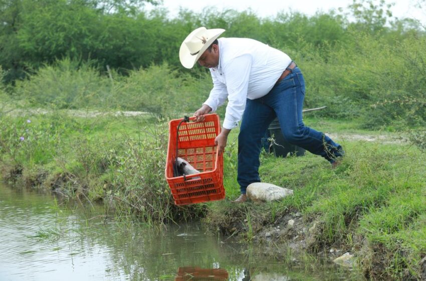  Inician proceso de reproducción de bagre de canal – La Región Tamaulipas