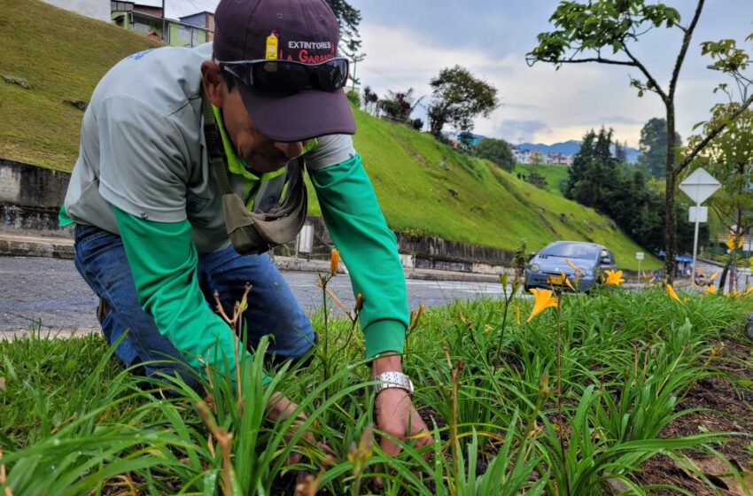  84 puntos de la ciudad reciben mantenimiento y embellecimiento por parte de los …