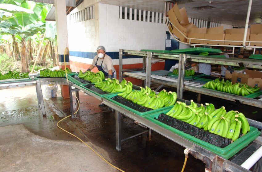  La minería ecuatoriana ya superó al banano y plátano – PortalFruticola.com