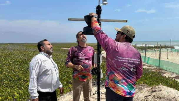  Protegen a las tortugas con antenas – El Mañana de Reynosa