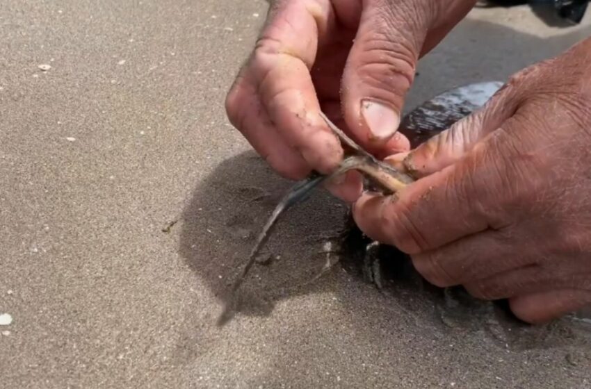  Mutilación de rayas para proteger a turistas en Semana Santa causa indignación en Sonora