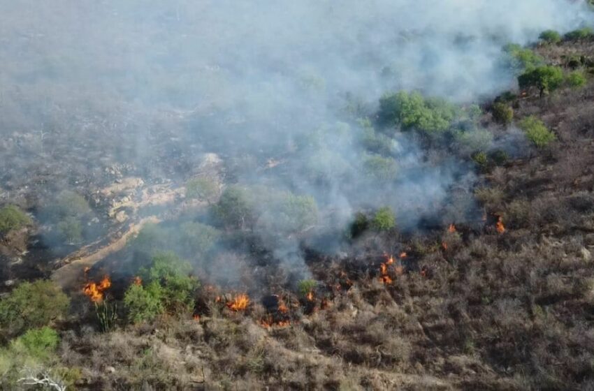  Incendio forestal en Sonora arrasa con más de 200 hectáreas: reportan otros tres siniestros …