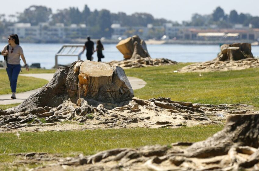  El puerto de San Diego retira decenas de árboles enfermos frente a la bahía