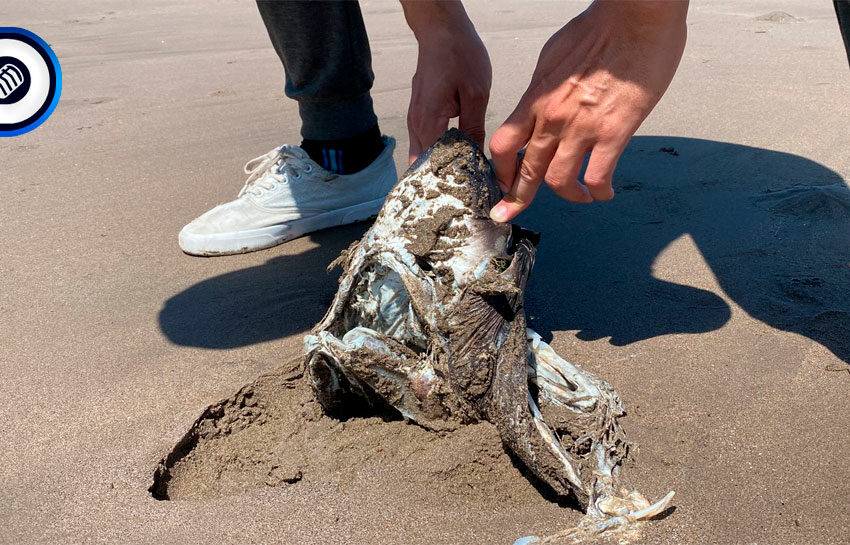  No hay matanzas de tiburones en playas de Huatabampo, hay permisos para pescar esta especie