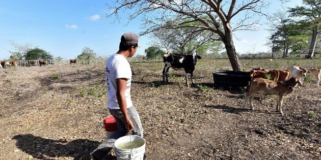  México no está listo para afrontar a "El Niño" y "La Niña": expertos