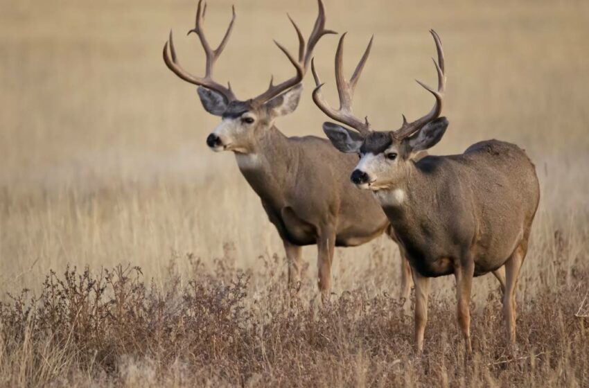 venado-bura-el-enorme-ciervo-que-puedes-encontrar-en-chihuahua