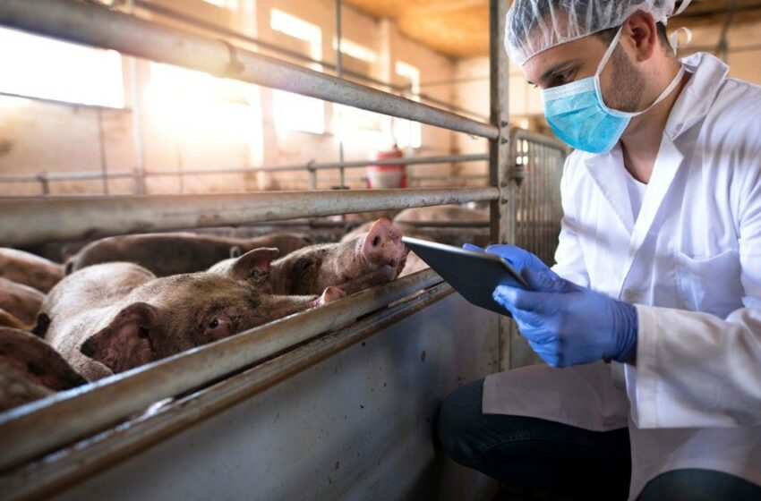  Día del veterinario: Clave para mejorar la calidad de los alimentos de origen animal en México