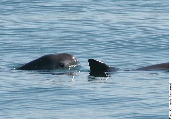  EU podría poner embargo a México por vaquita marina – Grupo SIPSE